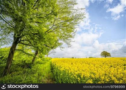 Green trees at a canola field in rural scenery in the summertime