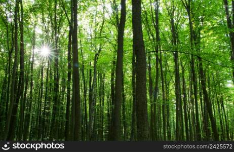 green trees background in forest