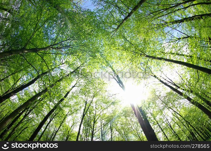 green trees background in forest