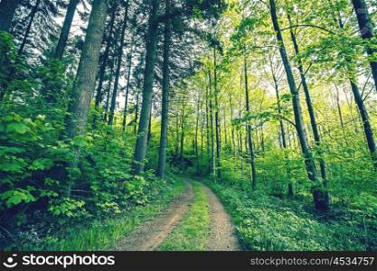Green trees by a forest path in the spring