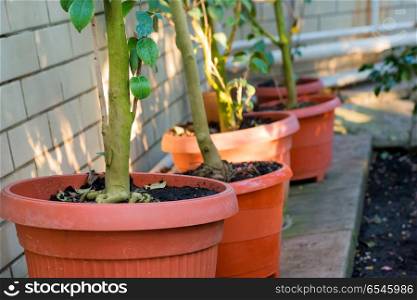 Green trees camellia in the pots. Garden with growing plants. Green trees camellia in the pots