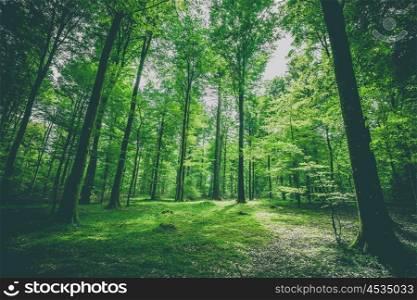 Green trees in a forest at springtime with matte tone