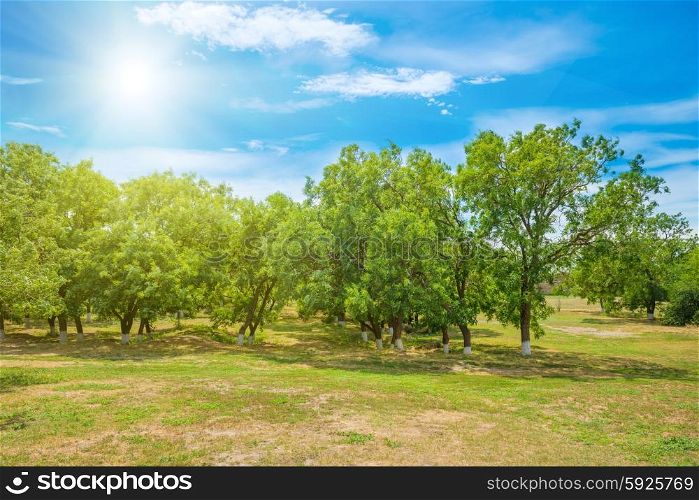 Green trees in a park. Shining sun and blue sky on background
