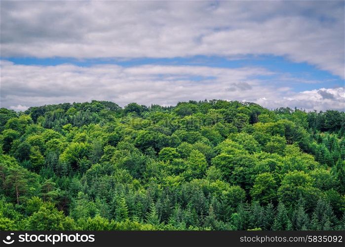 Green trees in cloudy weather in danish nature