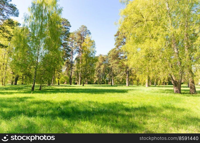 Green trees in spring park forest with green leaves, green grass and blue sky