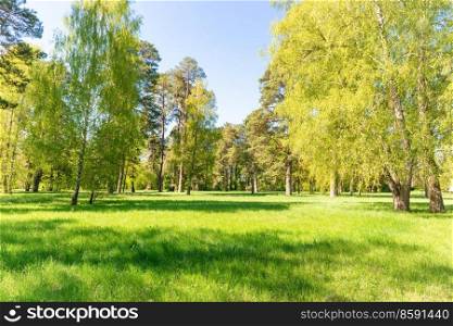 Green trees in spring park forest with green leaves, green grass and blue sky
