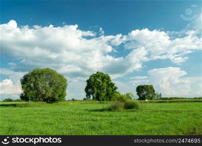 Green trees in the meadow and white clouds on the blue sky
