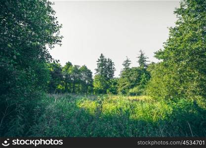 Green trees in the spring in a forest clearing