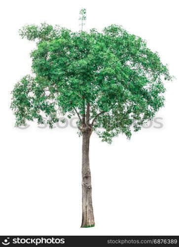 Green trees isolated on white background for use in architectural design or decoration work.