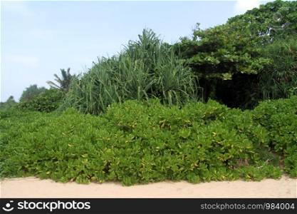 Green trees on the Bentota beach, Sri Lanka
