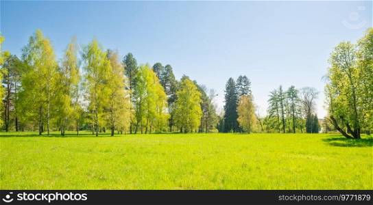 Green trees panorama in spring park forest with green leaves, green grass and blue sky