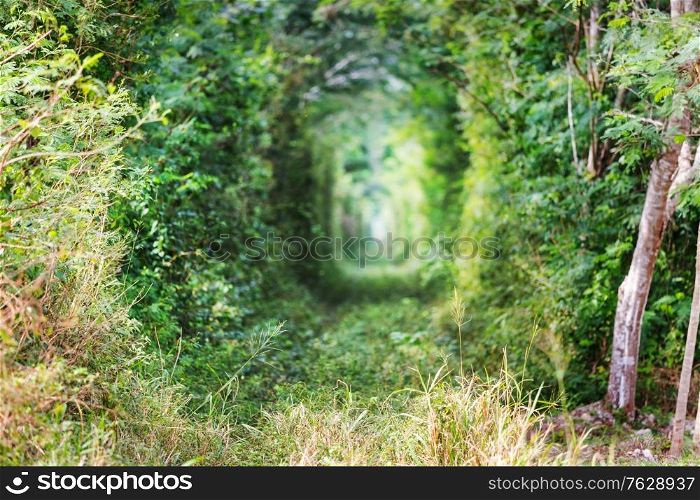 Green trees tunnel. Natural background.