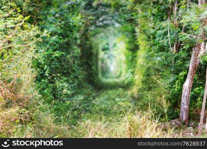 Green trees tunnel. Natural background.