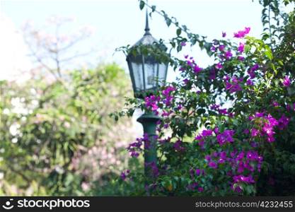 green trees with purple flowers and lantern in the park