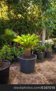 Green tropical flowers growing in pots, arranged in a row. The tropical garden