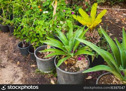 Green tropical flowers growing in pots, arranged in a row. The tropical garden