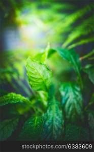 Green tropical foliage, summer nature background, outdoor