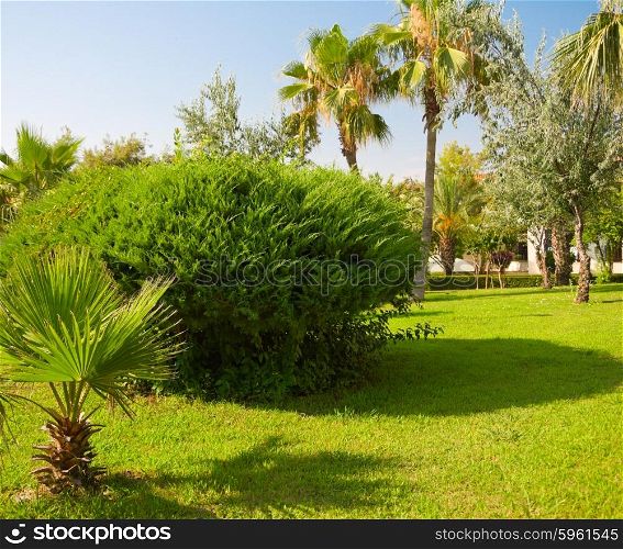 Green tropical garden with palm trees