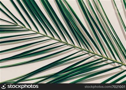 Green tropical leaf in a close-up on light background. Exotic decorative plant.. Green tropical leaf in a close-up