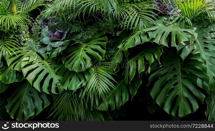 Green tropical leaves of Monstera, fern, and palm fronds the rainforest foliage plant bush floral arrangement on dark background, natural leaf texture nature background.