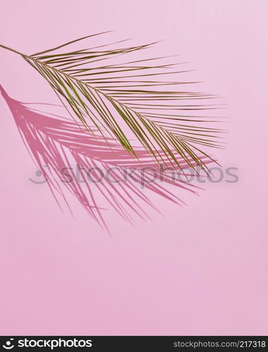 Green tropical palm leaf on pink colored background. Minimal style. copy space. Tropical Palm Leaf