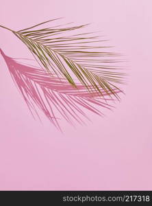 Green tropical palm leaf on pink colored background. Minimal style. copy space. Tropical Palm Leaf