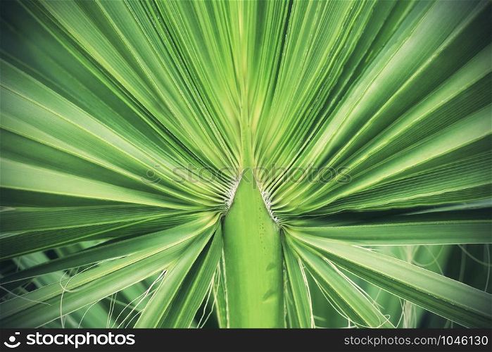 Green tropical palm leaf texture, nature background