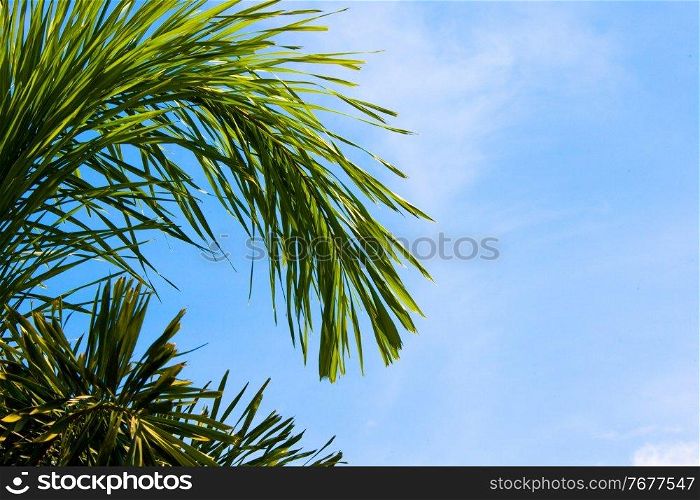 Green tropical palm trees in the blue sunny sky background with copy space. Palm trees in the blue sky
