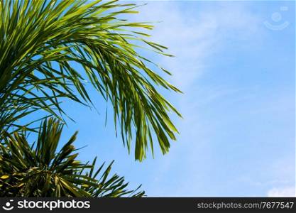 Green tropical palm trees in the blue sunny sky background with copy space. Palm trees in the blue sky