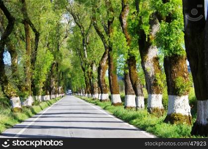green tunel forest clean road in the Alentejo,Portugal