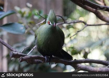 Green turaco bird is sitting on tree branch in zoo. Green turaco bird