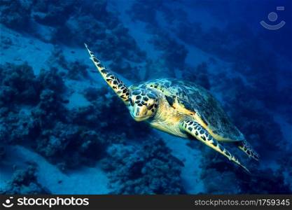 Green Turtle, Chelonia mydas, Coral Reef, Red Sea, Egypt, Africa