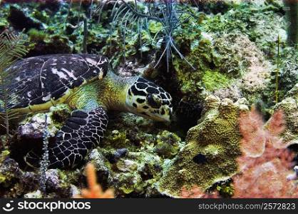 Green turtle (Chelonia mydas) swimming underwater, Cayman Islands