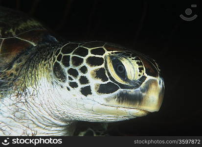 Green turtle, close-up of head