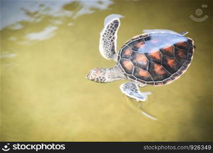 green turtle farm and swimming on water pond / hawksbill sea turtle little