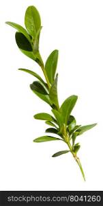 green twig of buxus (boxwood, box, box-tree) plant isolated on white background