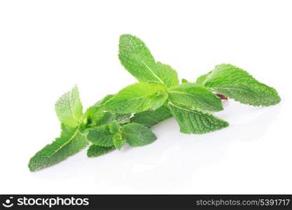 Green twig of mint isolated on white