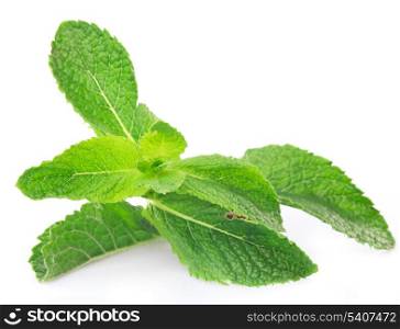 Green twig of mint isolated on white
