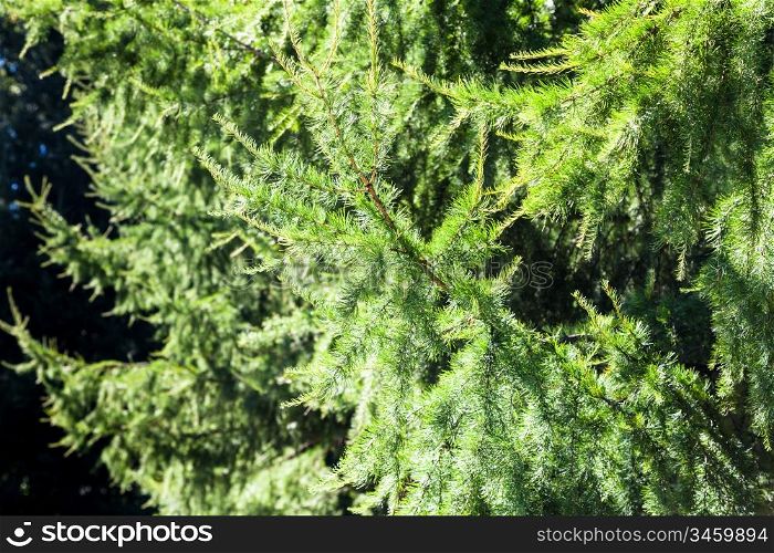 green twigs of larch tree in forest illuminated by sunlight
