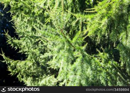 green twigs of larch tree in forest illuminated by sunlight