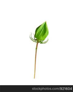green unblown bud of red hibiscus isolated on white background, close up