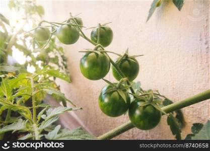 Green unripe cherry tomatoes growing off the stem in a domestic garden plant pot