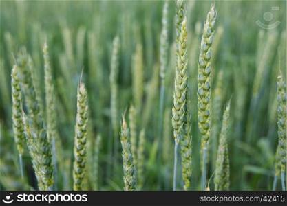 Green unripe ears of wheat in a field close-up