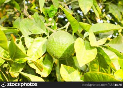 Green unripe Orange fruit on a branch. Orange garden. Orange trees with fruits on plantation.