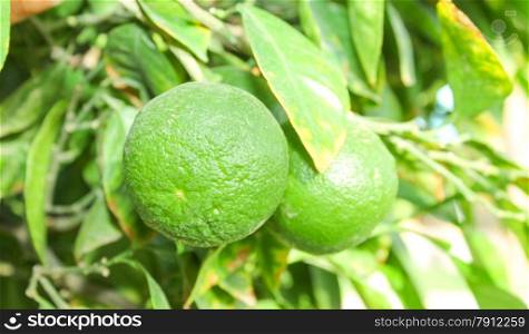 Green unripe Orange fruit on a branch. Orange garden. Orange trees with fruits on plantation.