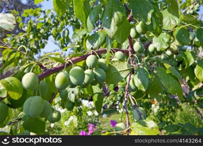 Green unripe plums on a branch