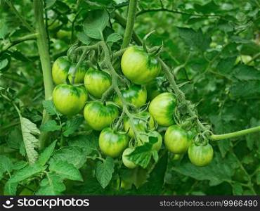 Green unripe tomato plants growing and ripening in greenhouse, close-up