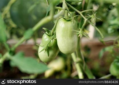 green unripe tomatoes growing in the greenhouse. farmer’s local vegetables for weekent market. home veggies production. lycopene source.. green unripe tomatoes growing in the greenhouse. lycopene sourse. farmer’s local vegetables for weekent market. home veggies production