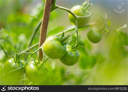 Green unripe tomatoes growing on branch