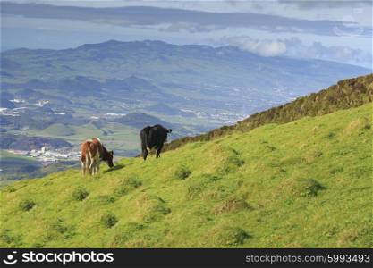 Green valley with cows and ocean on San Miguel island of Azores&#xA;